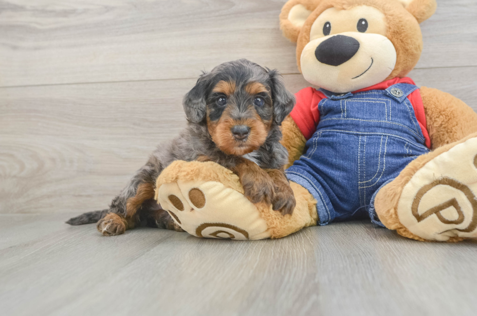 5 week old Mini Goldendoodle Puppy For Sale - Simply Southern Pups