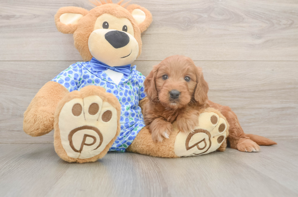 5 week old Mini Goldendoodle Puppy For Sale - Simply Southern Pups