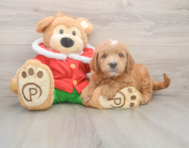 5 week old Mini Goldendoodle Puppy For Sale - Simply Southern Pups