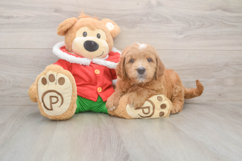 5 week old Mini Goldendoodle Puppy For Sale - Simply Southern Pups