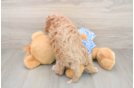 Mini Goldendoodle Pup Being Cute