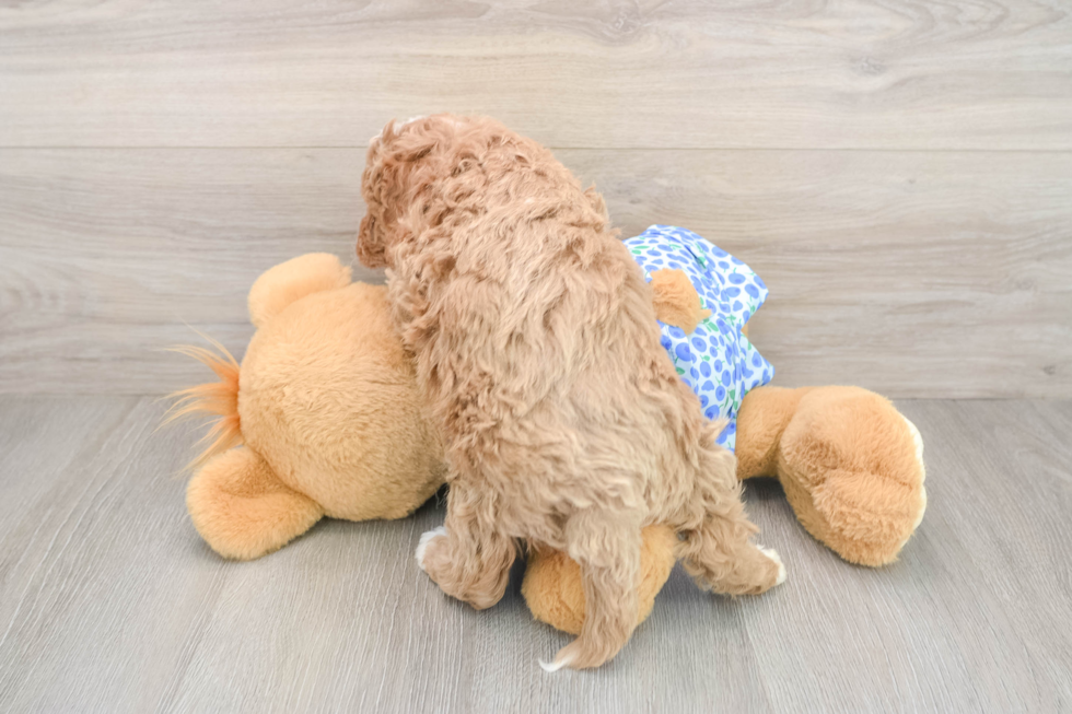 Mini Goldendoodle Pup Being Cute