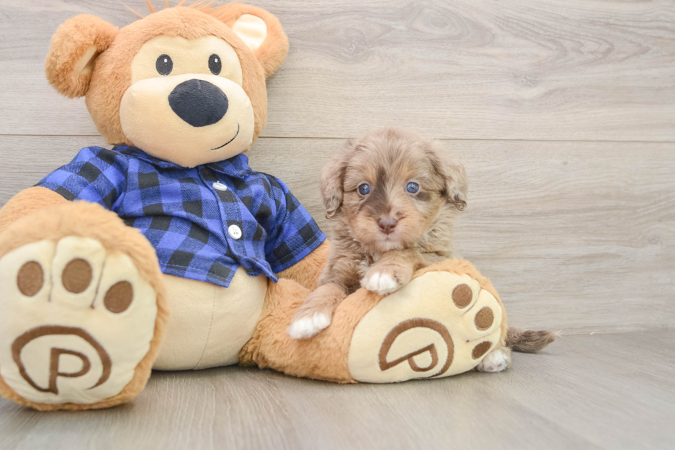 Fluffy Mini Goldendoodle Poodle Mix Pup
