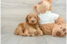 Small Mini Goldendoodle Baby