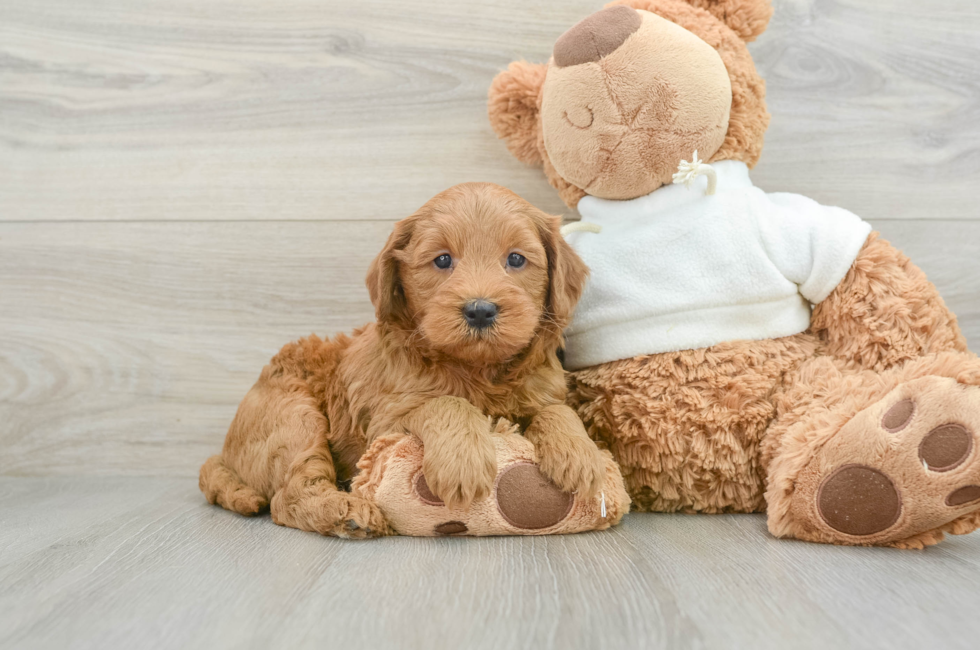 6 week old Mini Goldendoodle Puppy For Sale - Simply Southern Pups