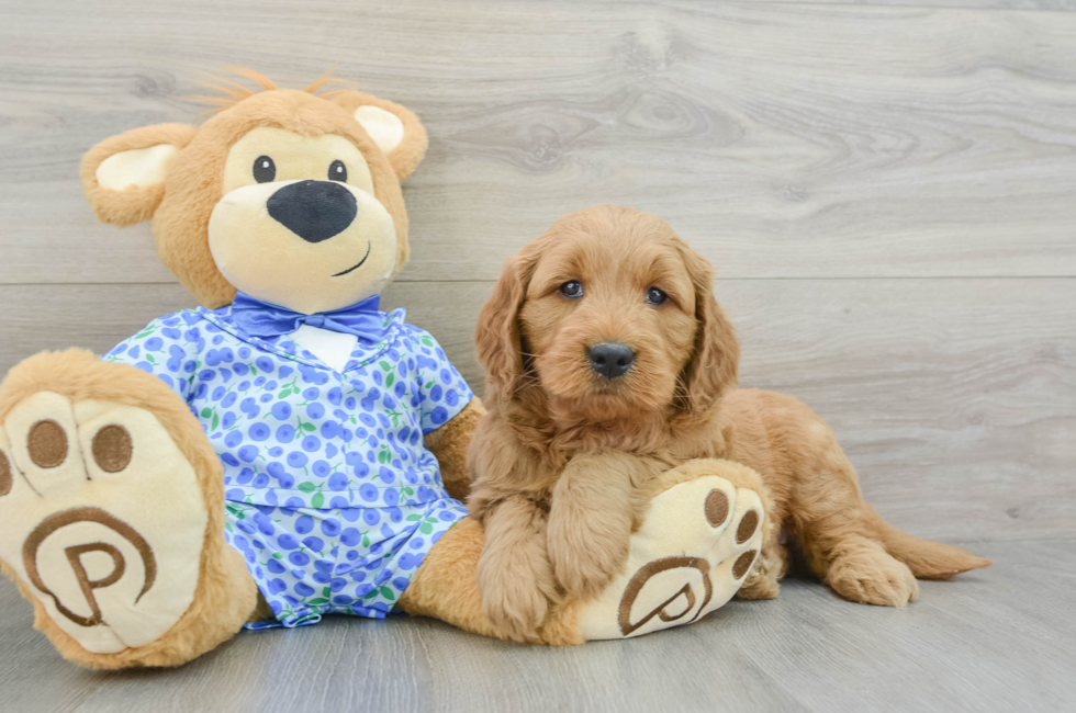 5 week old Mini Goldendoodle Puppy For Sale - Simply Southern Pups