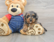8 week old Mini Goldendoodle Puppy For Sale - Simply Southern Pups