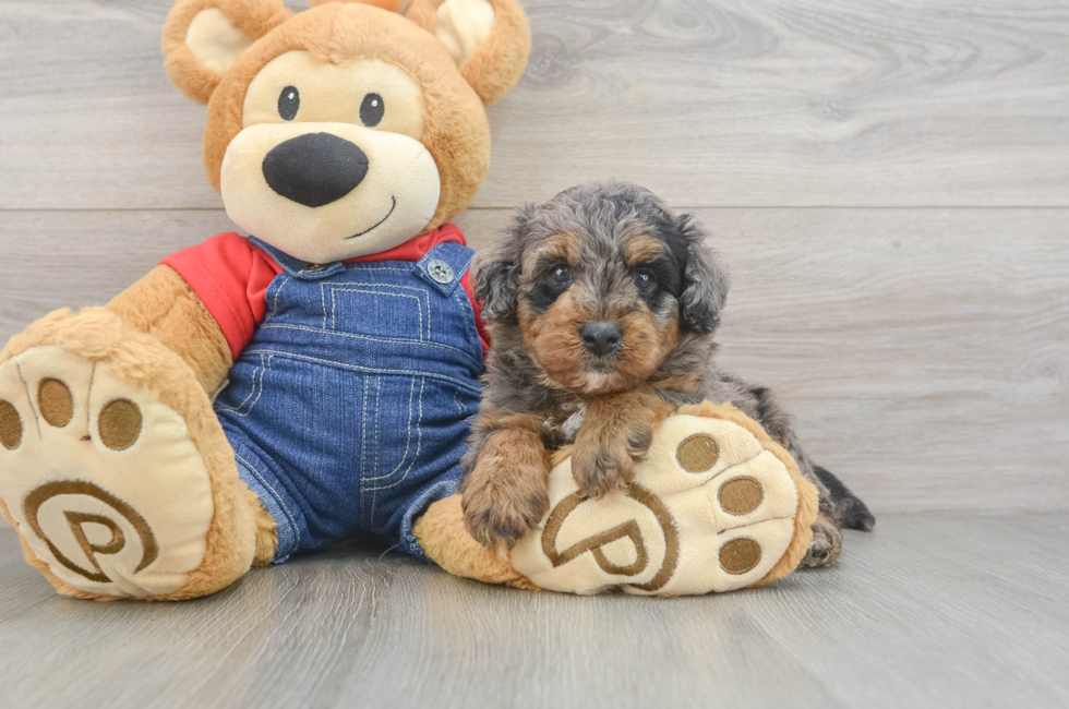 5 week old Mini Goldendoodle Puppy For Sale - Simply Southern Pups