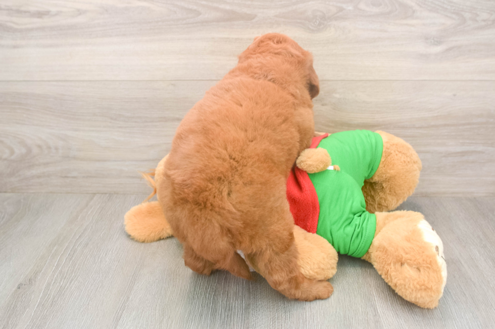 Funny Mini Goldendoodle Poodle Mix Pup