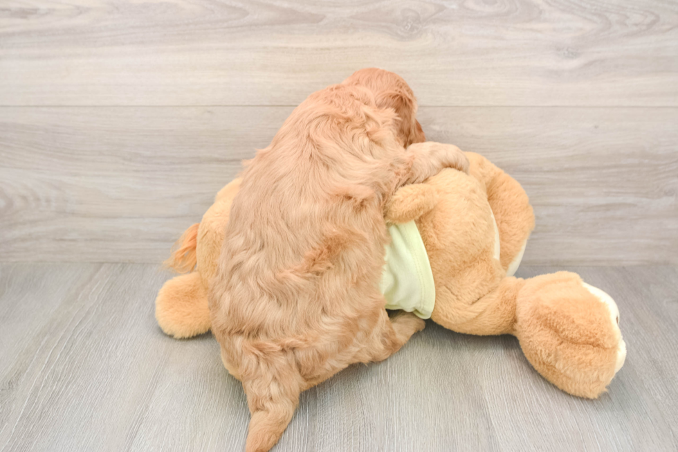 Best Mini Goldendoodle Baby