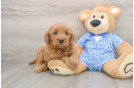 Mini Goldendoodle Puppy for Adoption