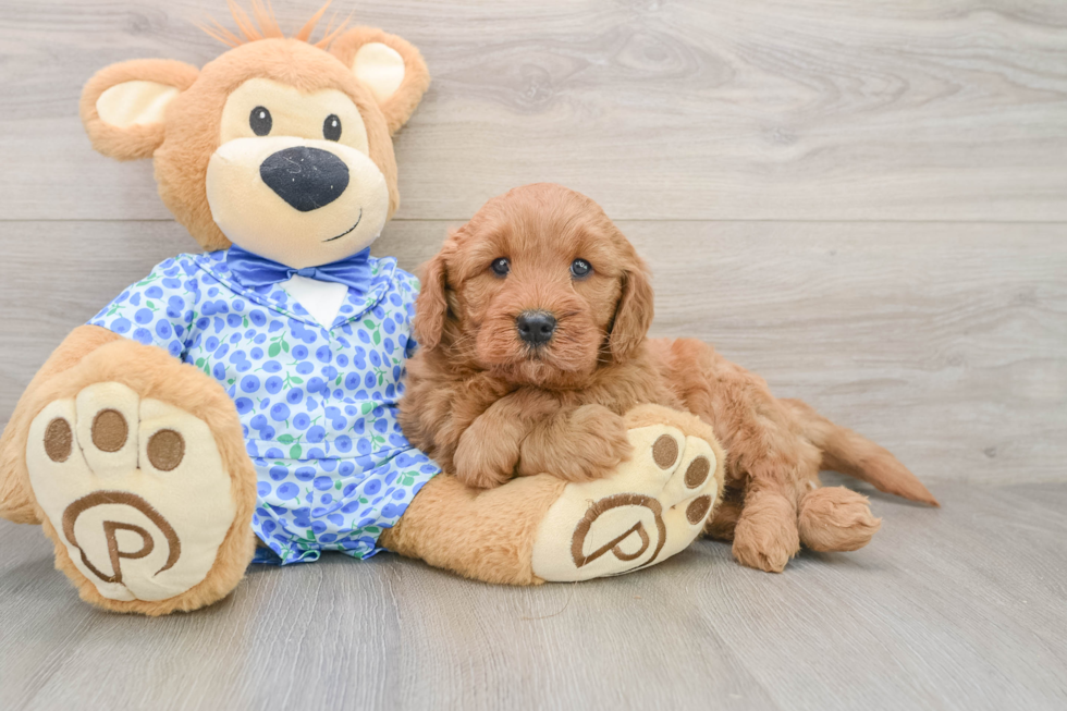 Funny Mini Goldendoodle Poodle Mix Pup