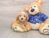 5 week old Mini Goldendoodle Puppy For Sale - Simply Southern Pups