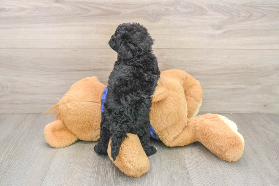 Mini Goldendoodle Puppy for Adoption