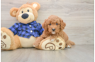 Funny Mini Goldendoodle Poodle Mix Pup