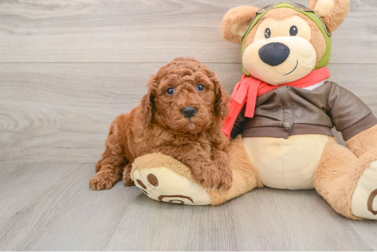 Best Mini Goldendoodle Baby