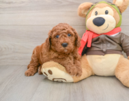 6 week old Mini Goldendoodle Puppy For Sale - Simply Southern Pups