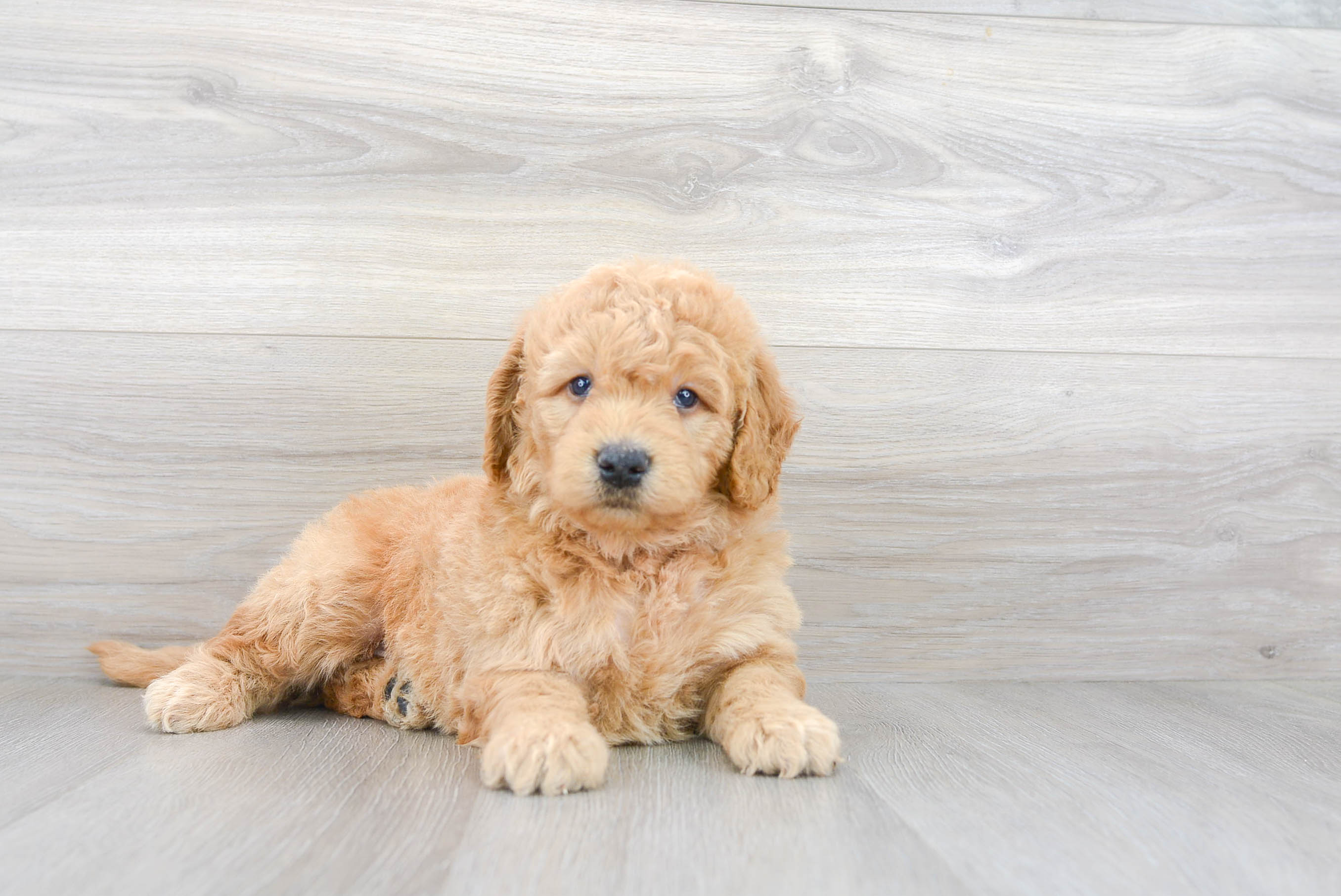 Golden retriever best sale and poodle puppies