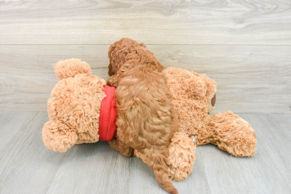 Playful Mini Groodle Poodle Mix Puppy