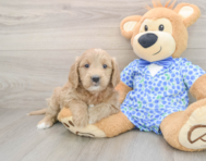 7 week old Mini Goldendoodle Puppy For Sale - Simply Southern Pups