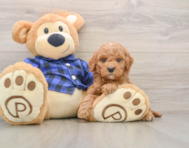 6 week old Mini Goldendoodle Puppy For Sale - Simply Southern Pups