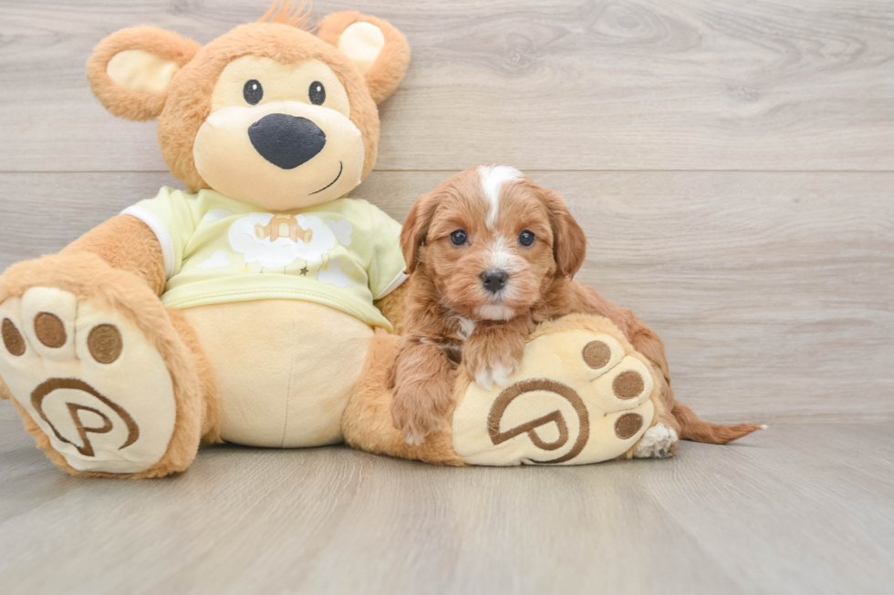 Cute Mini Goldendoodle Baby