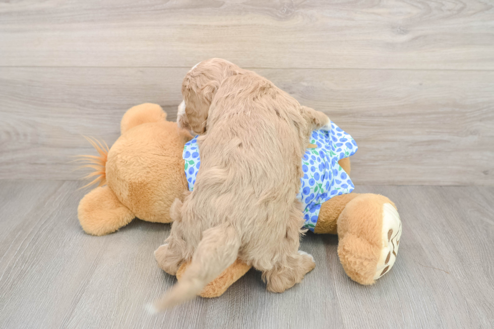 Mini Goldendoodle Pup Being Cute