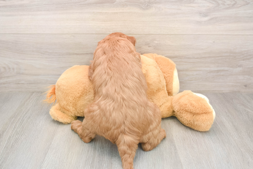 Mini Goldendoodle Puppy for Adoption