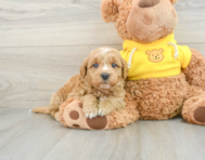 8 week old Mini Goldendoodle Puppy For Sale - Simply Southern Pups