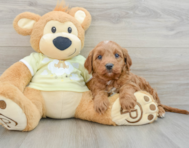 7 week old Mini Goldendoodle Puppy For Sale - Simply Southern Pups