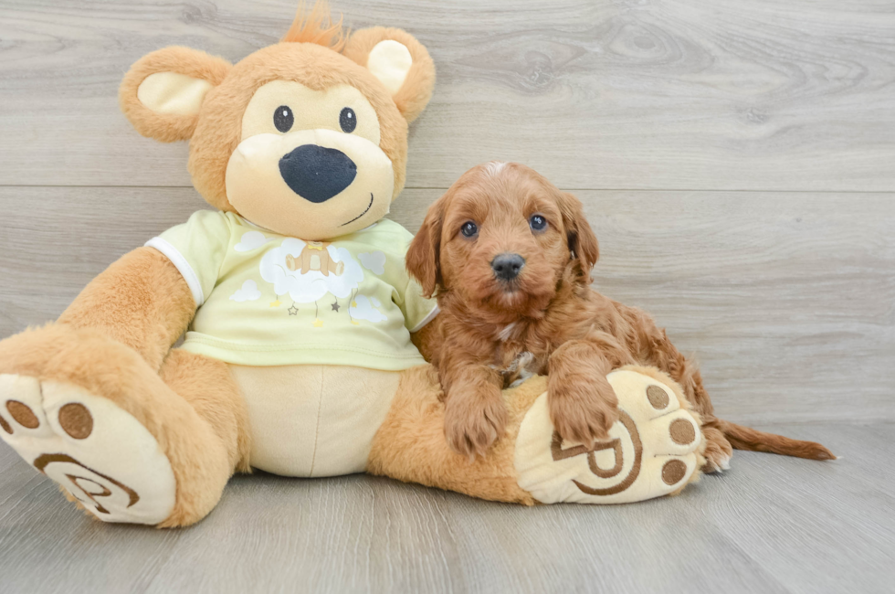 7 week old Mini Goldendoodle Puppy For Sale - Simply Southern Pups