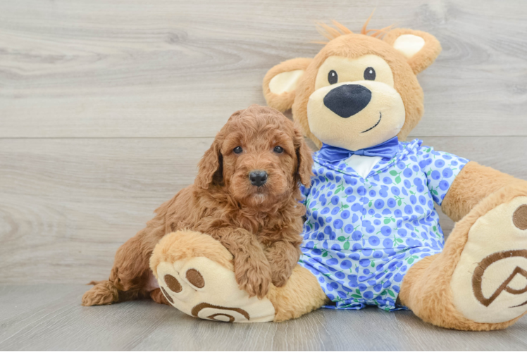 Best Mini Goldendoodle Baby