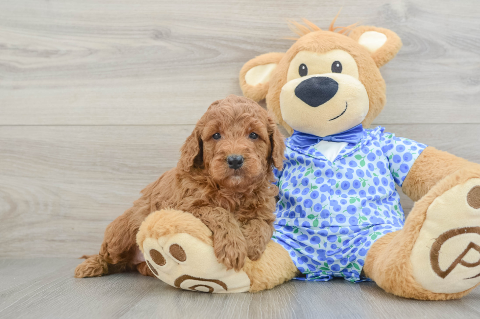 Best Mini Goldendoodle Baby