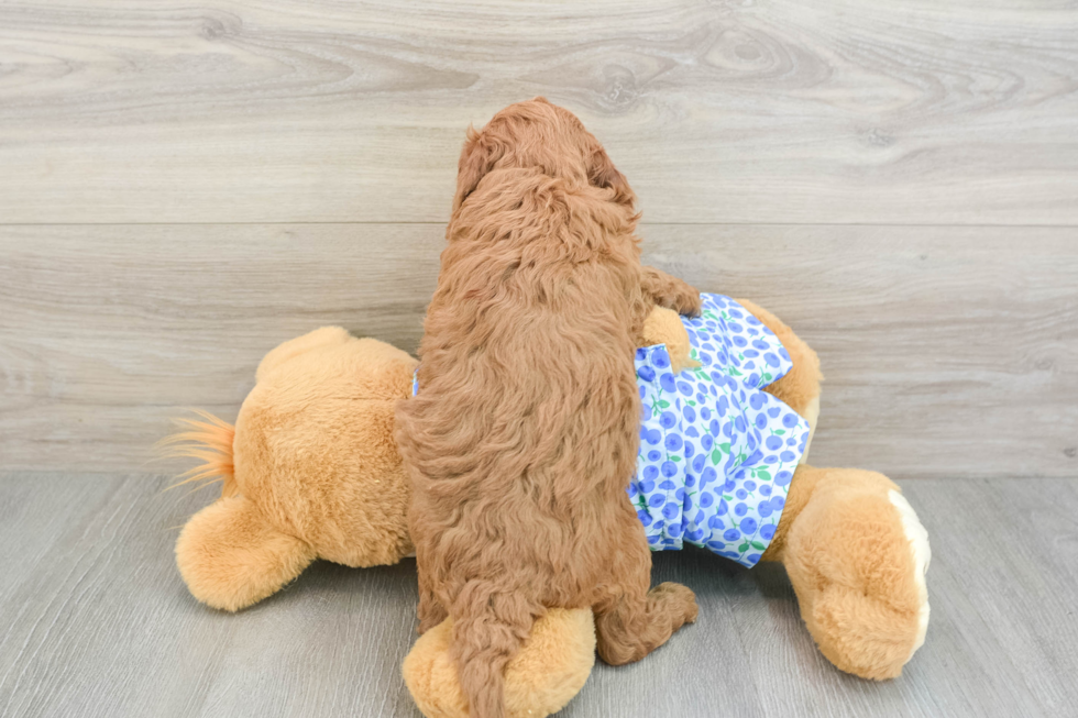 Mini Goldendoodle Pup Being Cute