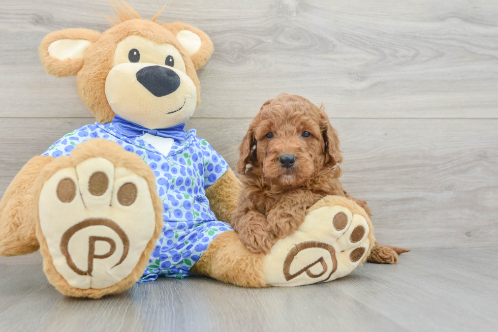 Energetic Golden Doodle Poodle Mix Puppy