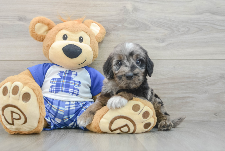 Best Mini Goldendoodle Baby