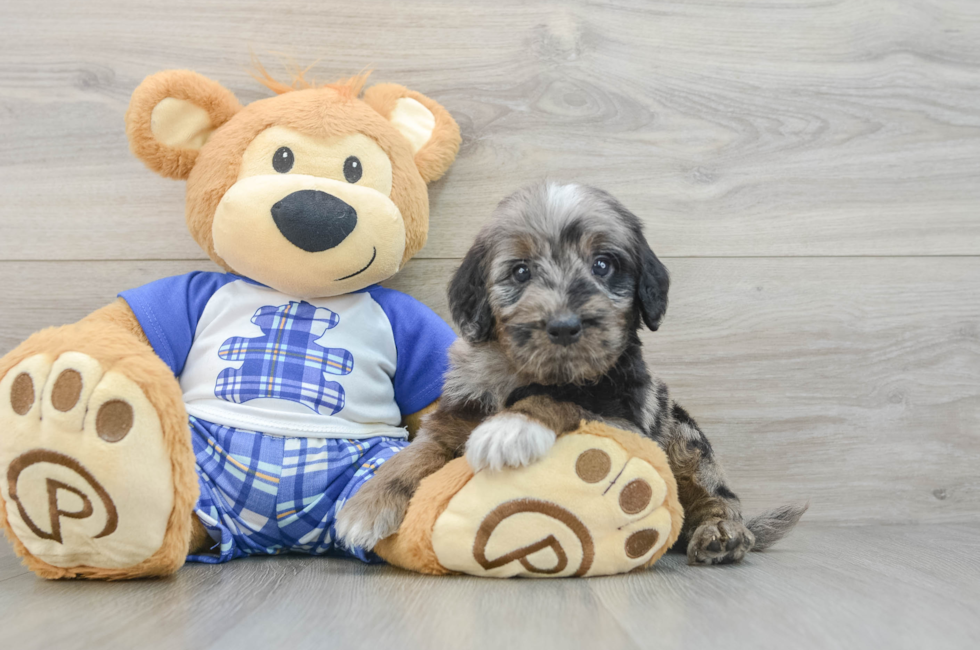 5 week old Mini Goldendoodle Puppy For Sale - Simply Southern Pups