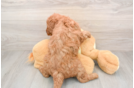 Funny Mini Goldendoodle Poodle Mix Pup