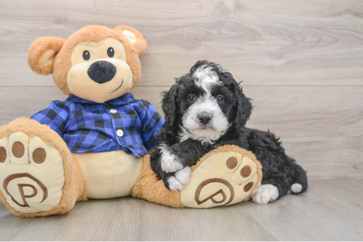 Fluffy Mini Goldendoodle Poodle Mix Pup