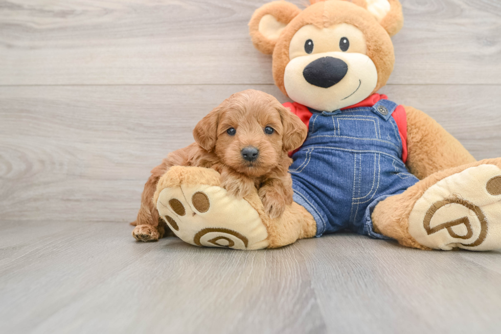 Mini Goldendoodle Puppy for Adoption