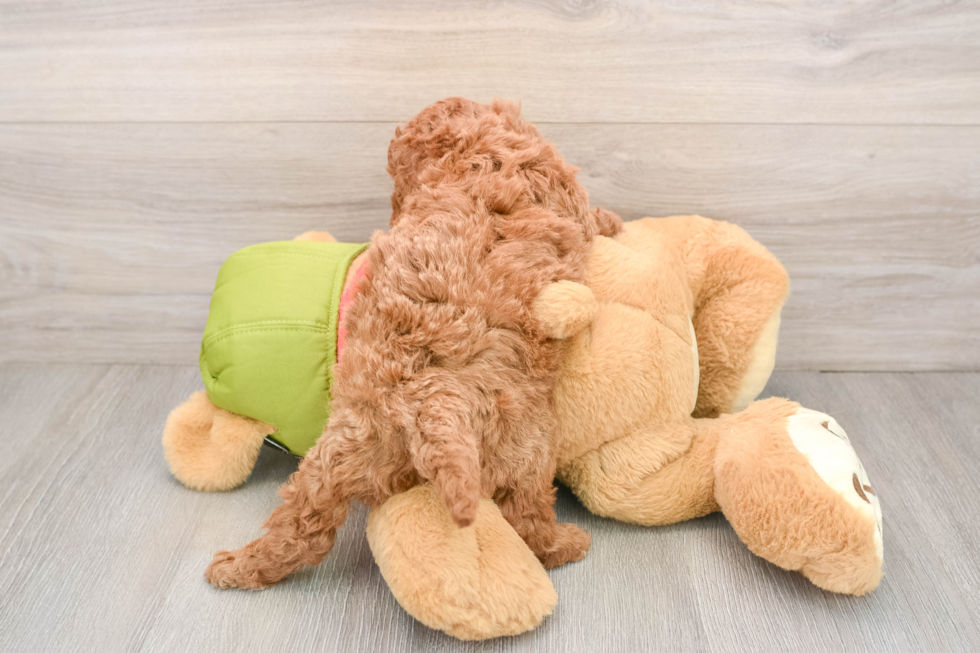 Best Mini Goldendoodle Baby