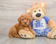 5 week old Mini Goldendoodle Puppy For Sale - Simply Southern Pups