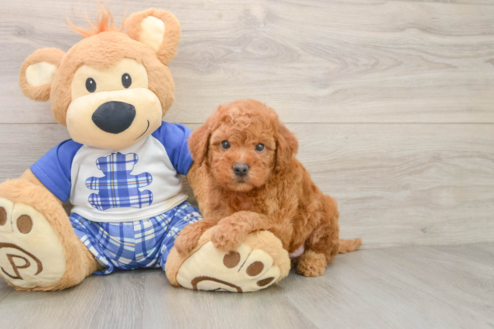Mini Goldendoodle Puppy for Adoption