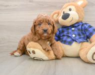 6 week old Mini Goldendoodle Puppy For Sale - Simply Southern Pups