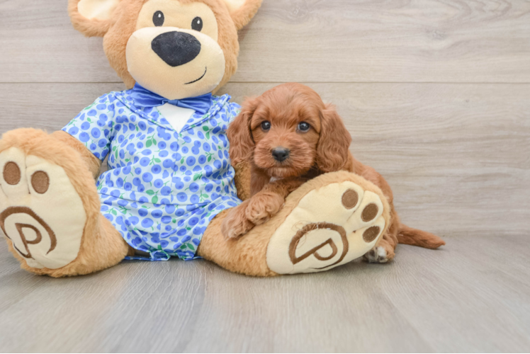 Mini Goldendoodle Puppy for Adoption