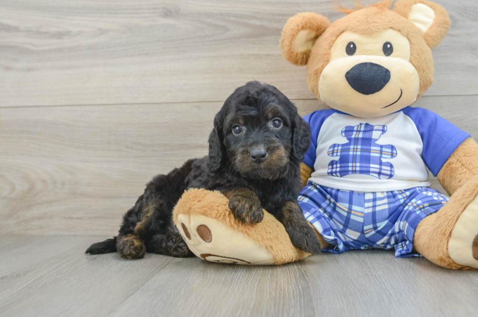 5 week old Mini Goldendoodle Puppy For Sale - Simply Southern Pups