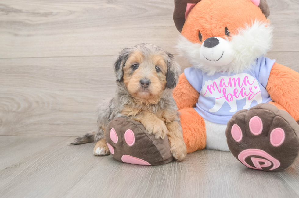 5 week old Mini Goldendoodle Puppy For Sale - Simply Southern Pups
