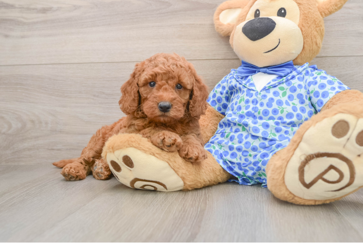 Small Mini Goldendoodle Baby