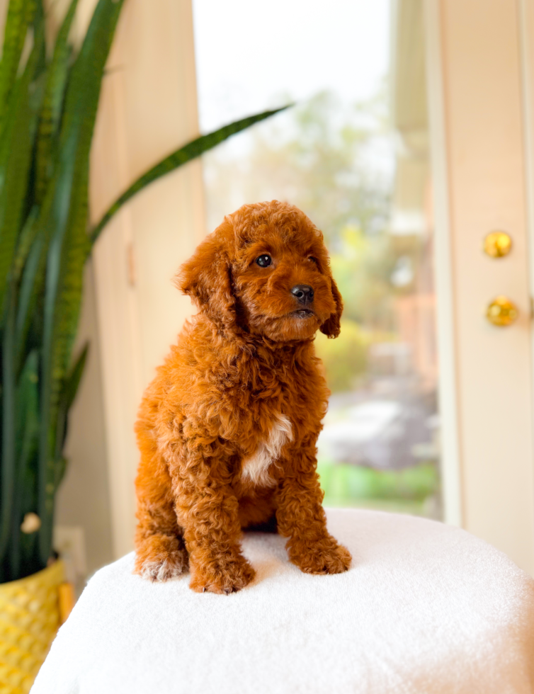 Mini Goldendoodle Pup Being Cute