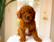 8 week old Mini Goldendoodle Puppy For Sale - Simply Southern Pups
